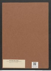Diatomeae indet. Zeichnungen Sammlung Grunow Mappe 00871 (Herbarium_W_Grunow_drawings_Folder_00871)